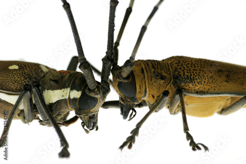 insect long horn beetle fight photo