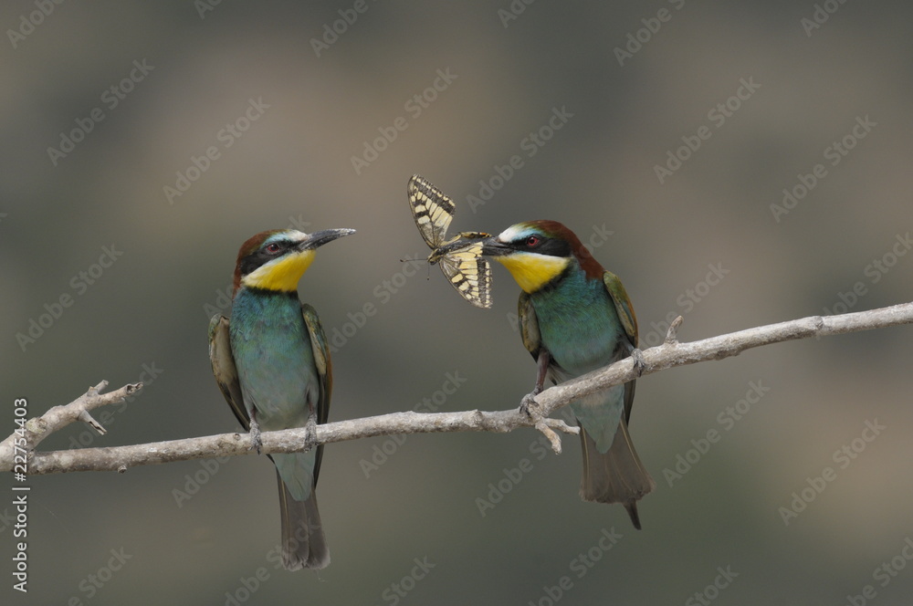 Bee-eater, Merops apiaster - the marriage period Bee-eater, Merops apiaster - the marriage period