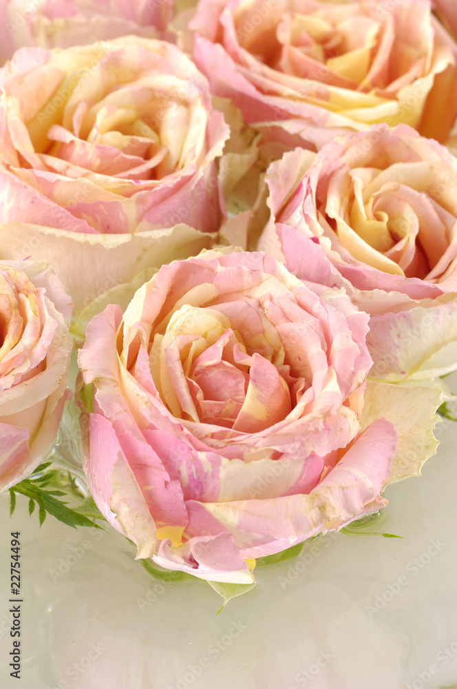 pink roses macro,