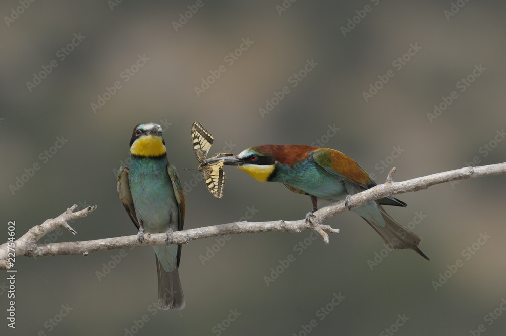 Bee-eater, Merops apiaster - the marriage period Bee-eater, Merops apiaster - the marriage period