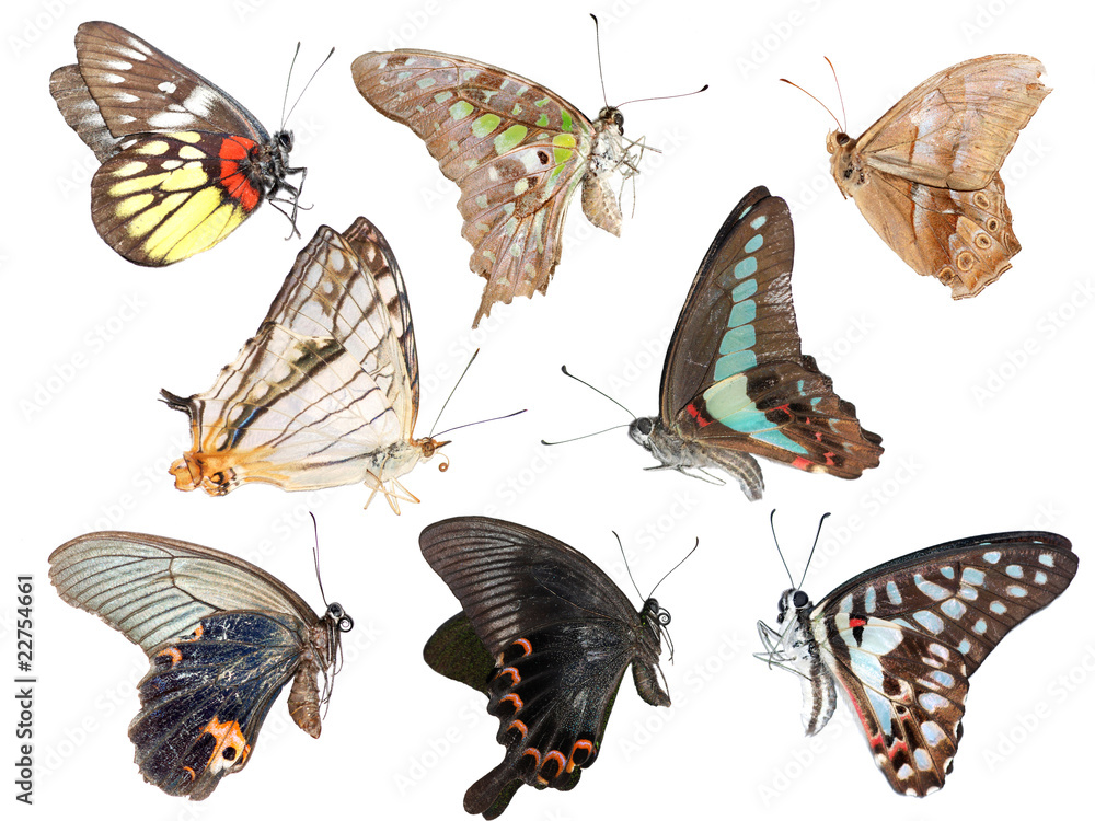 Naklejka premium butterfly collection side view