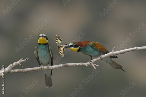Bee-eater, Merops apiaster - the marriage period