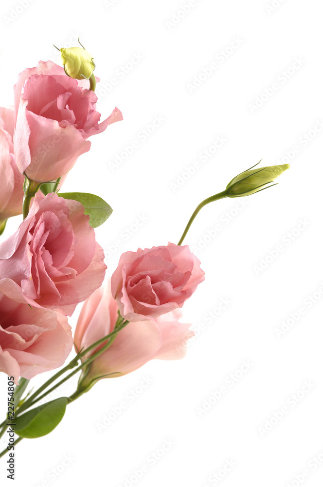 Border of Pink campanula blossoms