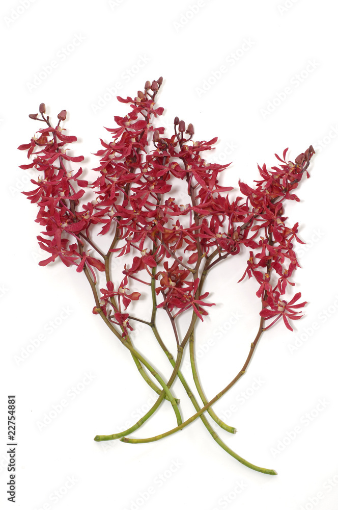 Arrangement of branch red orchid Arrangement of branch red orchid