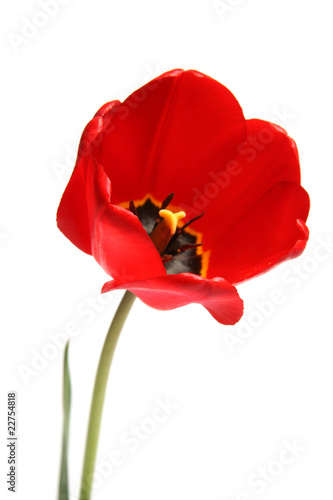 red tulip