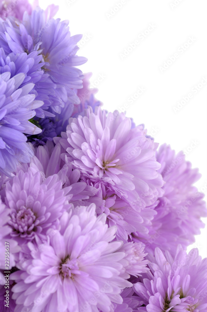 pink daisy flowers border pink daisy flowers border