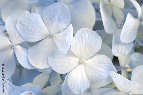 Close up Light blue hydrangea flower