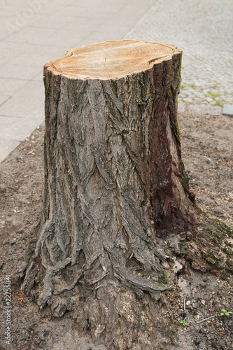 Gefällter Straßenbaum