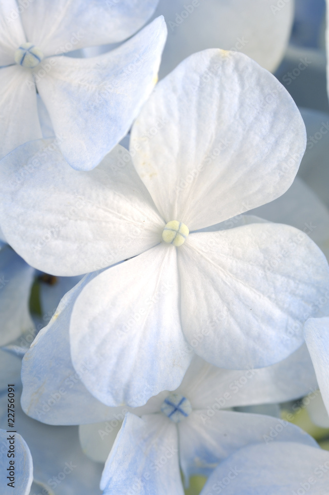 Fototapeta premium Jasnoniebieskie kwiaty hortensji