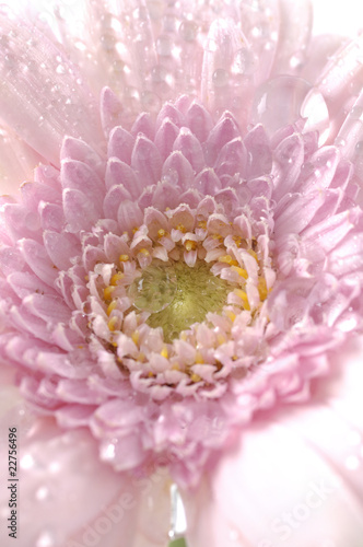 Macro of pink sunflowe photo