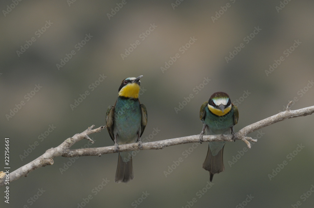 Bee-eater, Merops apiaster - the marriage period Bee-eater, Merops apiaster - the marriage period