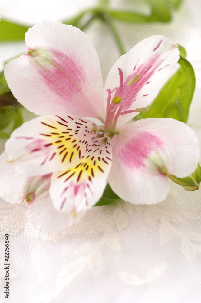 fresh Phalaenopsis orchi fresh Phalaenopsis orchi