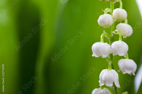 Fototapeta Naklejka Na Ścianę i Meble -  Lilly and green leaf