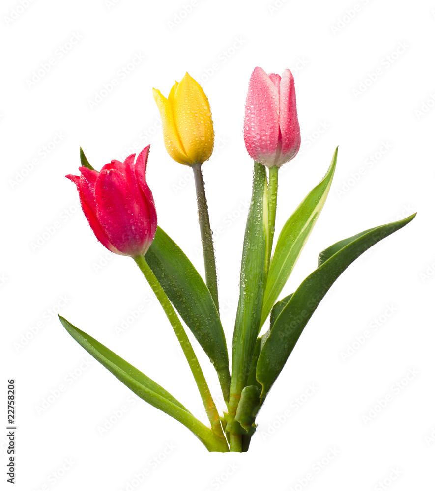 Naklejka premium tulips