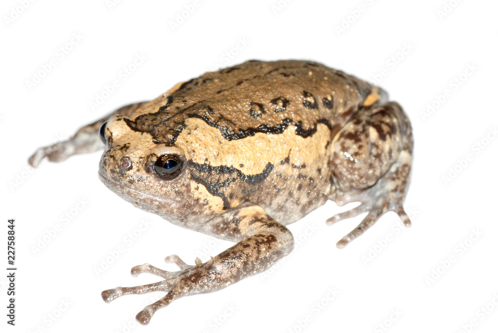 Fototapeta premium animal frog