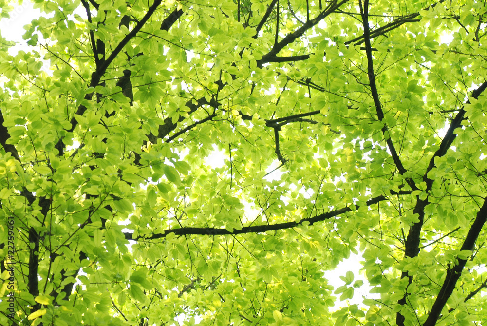 Fototapeta premium spring nature green leaf
