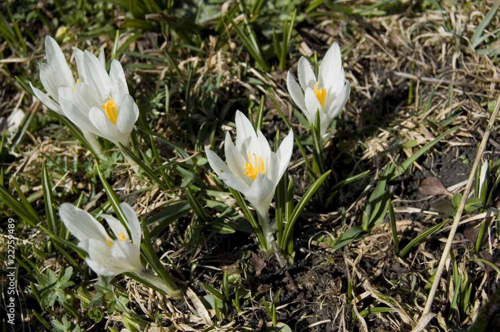Krokus auf Almwiese Krokus auf Almwiese