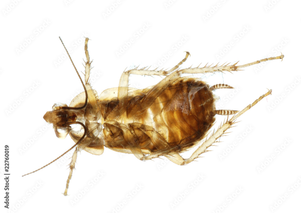 Cockroach insect molt Cockroach insect molt