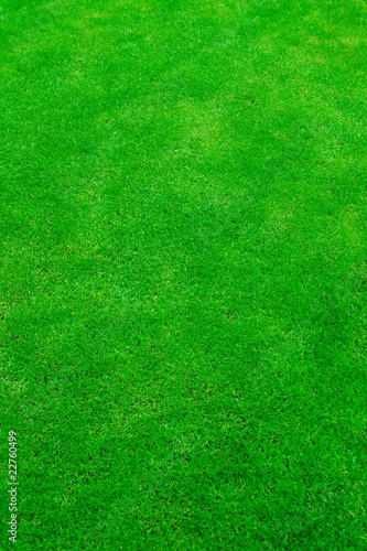 Green grass background