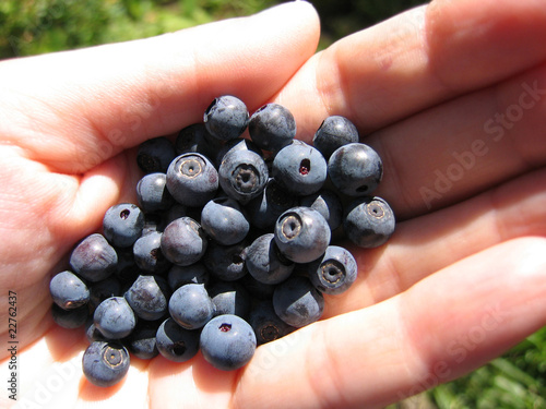 handful of fresh blueberries