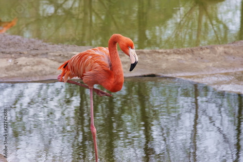 bird flamingo in Moscow Zoo