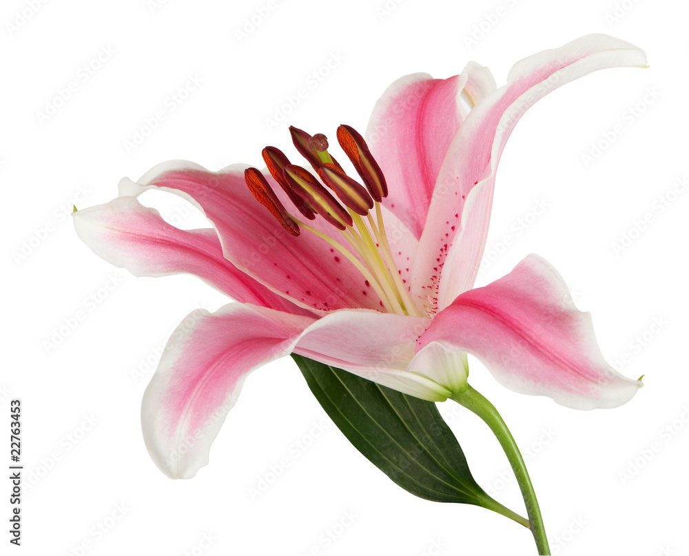 rosa Lilie mit exaktem Beschneidungspfad