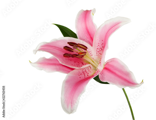 pink lily with exact hand made clipping path