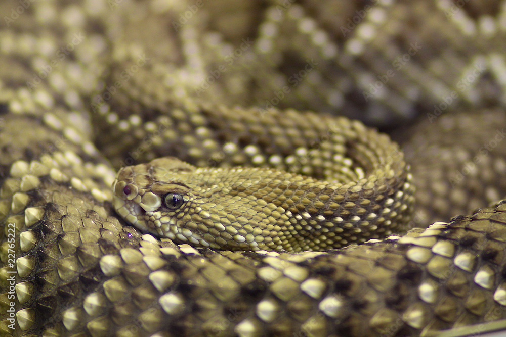 Obraz premium Horned Viper