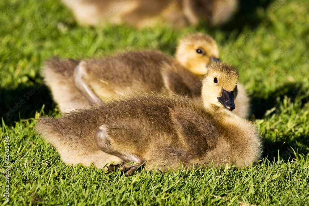 Baby Canada Goose Baby Canada Goose