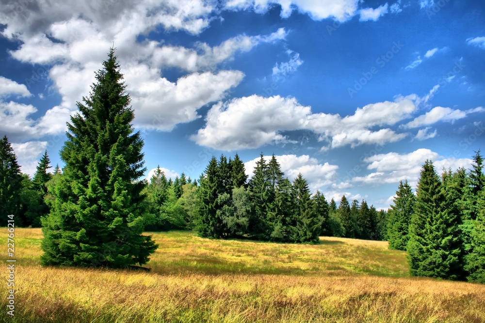 Naklejka premium Thüringer Wald