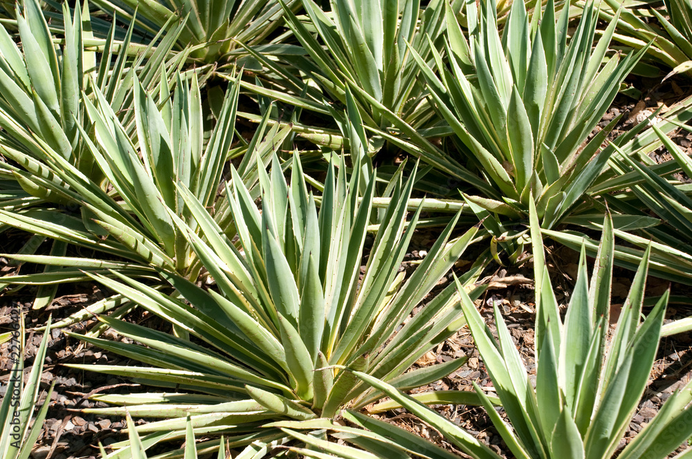 Fototapeta premium Cactus