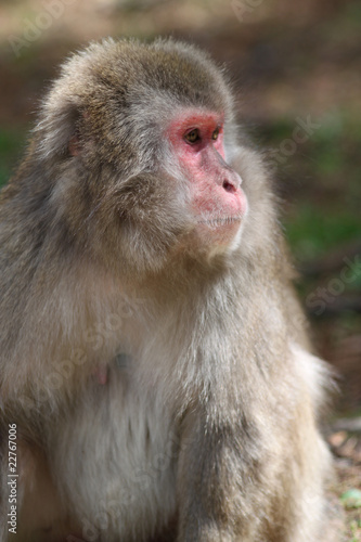 Macaque © Michael Ransburg