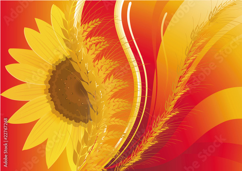 background with wheat and a sunflower