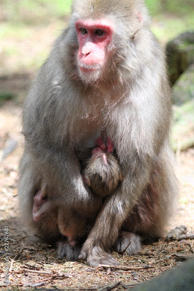 Macaque Macaque