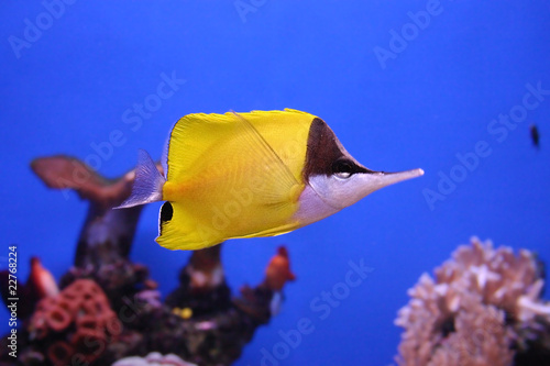 Gelber Langnasen Pinzettfisch