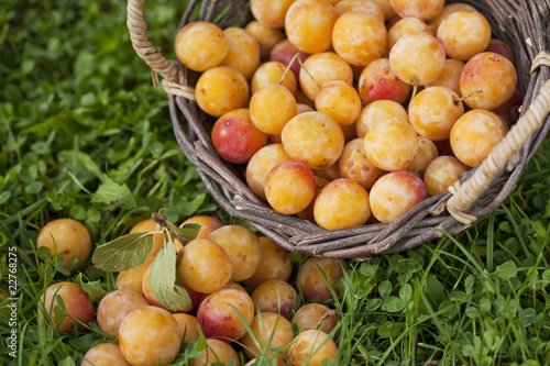 Basket full of fresh mirabelle plums