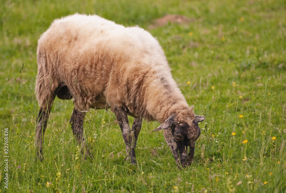Obraz premium Sheep on a pasture in the countryside meadow