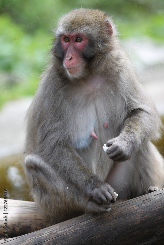 Macaque