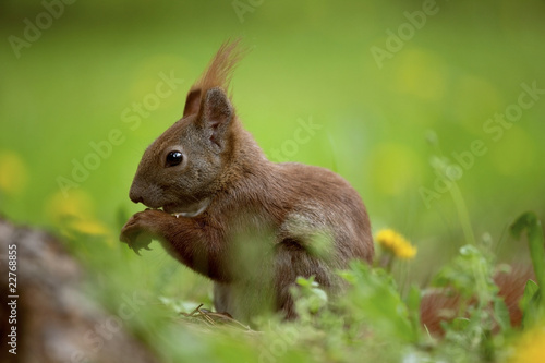 eichhörnchen © Sliver