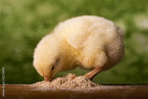 Baby chicken having a meal