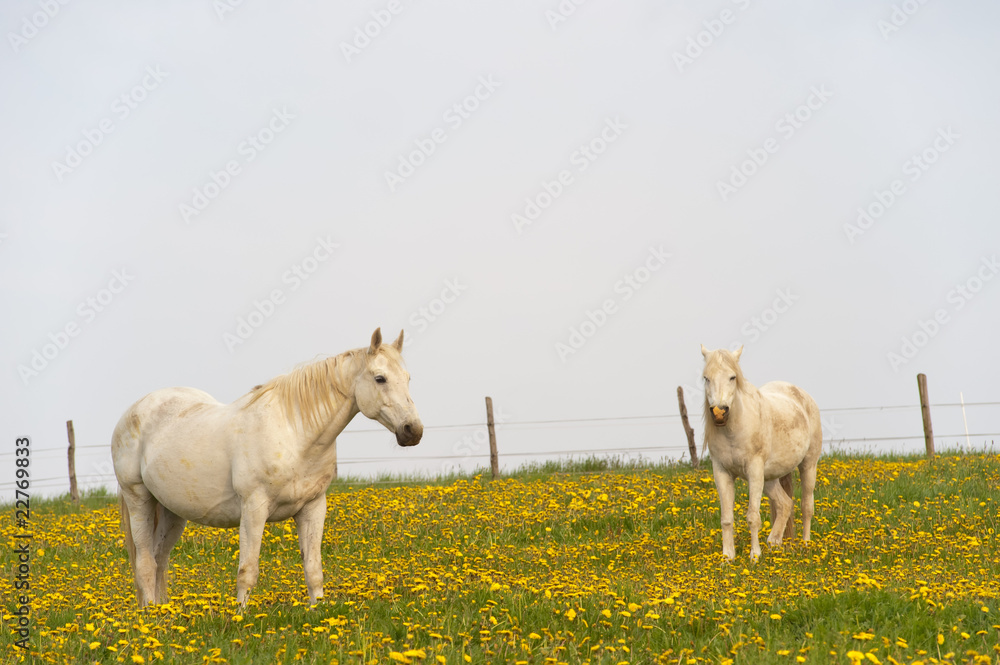 Obraz premium Zwei Schimmel auf der Weide