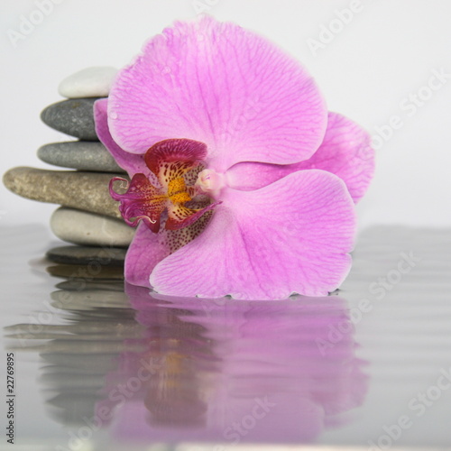 Orchidee, Wasser, Steine