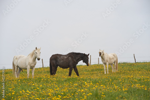 Fototapeta Naklejka Na Ścianę i Meble -  Drei Pferde auf der Weide