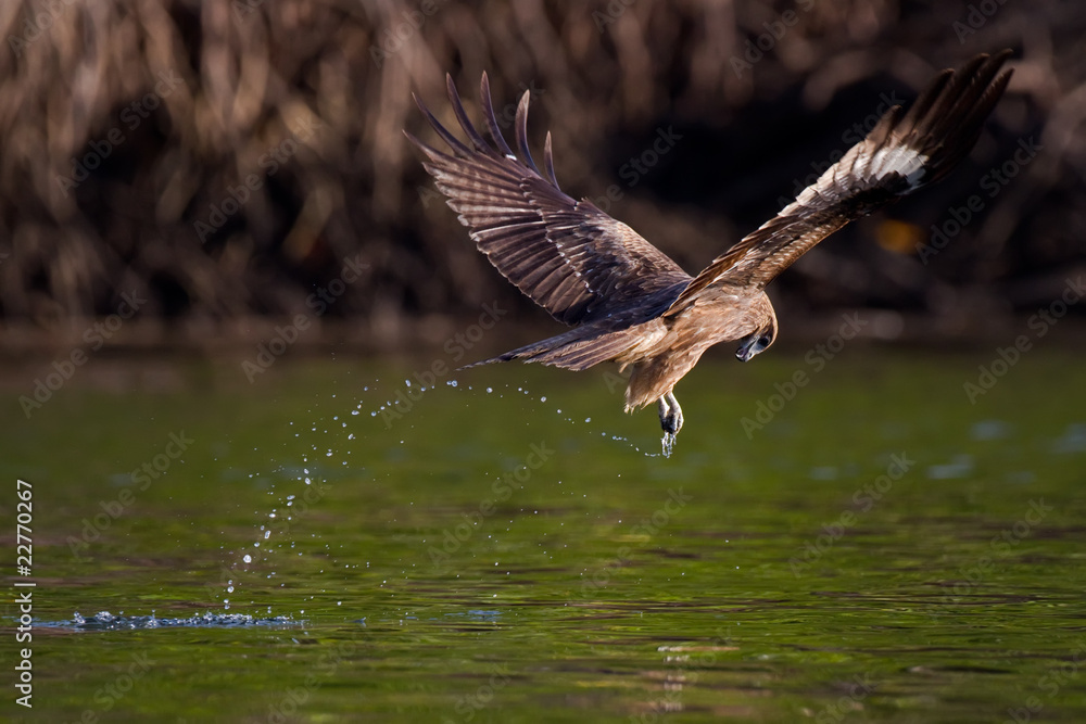 Obraz premium Asiatischer Schwarmilan