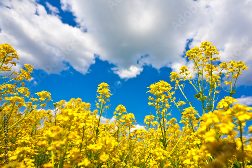 Yellow flower field and blue sky © p_r_g