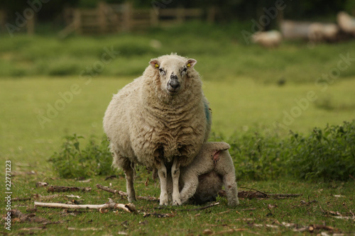 A suckling lamb sheep