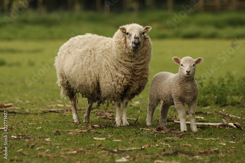 Ewe and Lamb © Nicky Rhodes
