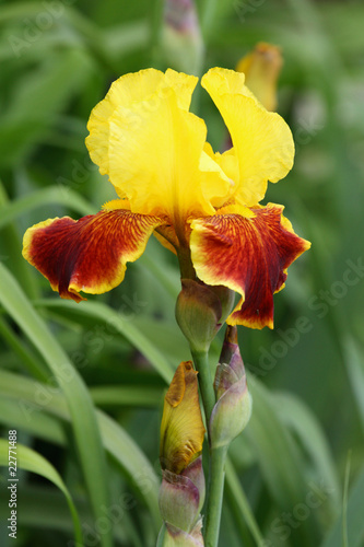 Fototapeta Naklejka Na Ścianę i Meble -  iris germanica