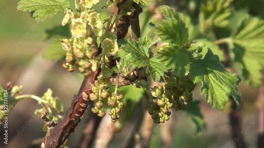 Flowers and buds of the currant bush in the spring. Flowers and buds of the currant bush in the spring.