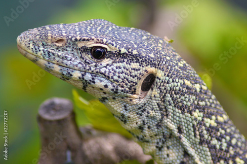 Monitor Lizard © Michael Ransburg